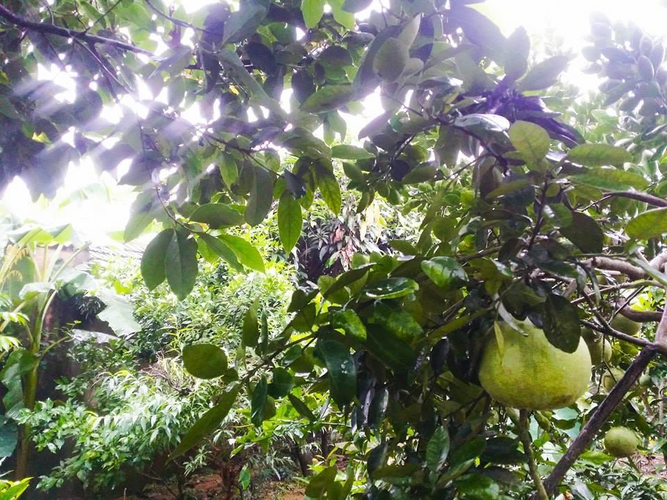 Homestay מוק צ'או מראה חיצוני תמונה